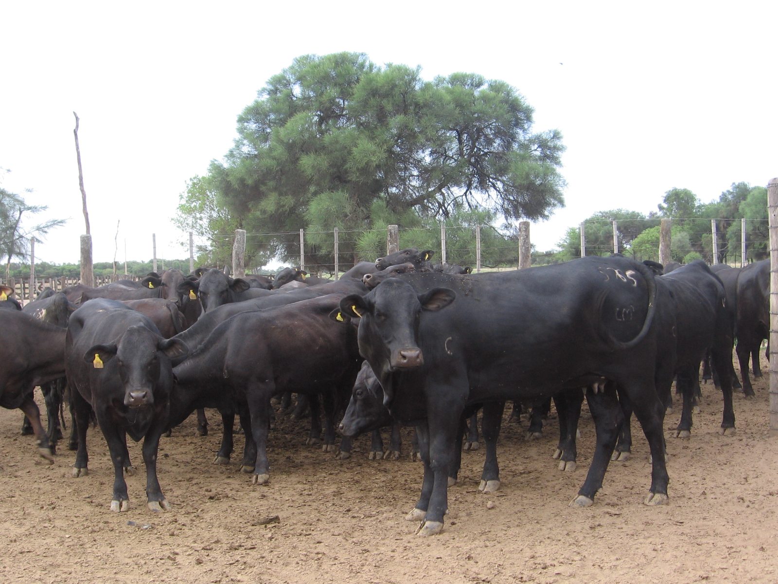 Terneros en Hermoso Campo — foto 1